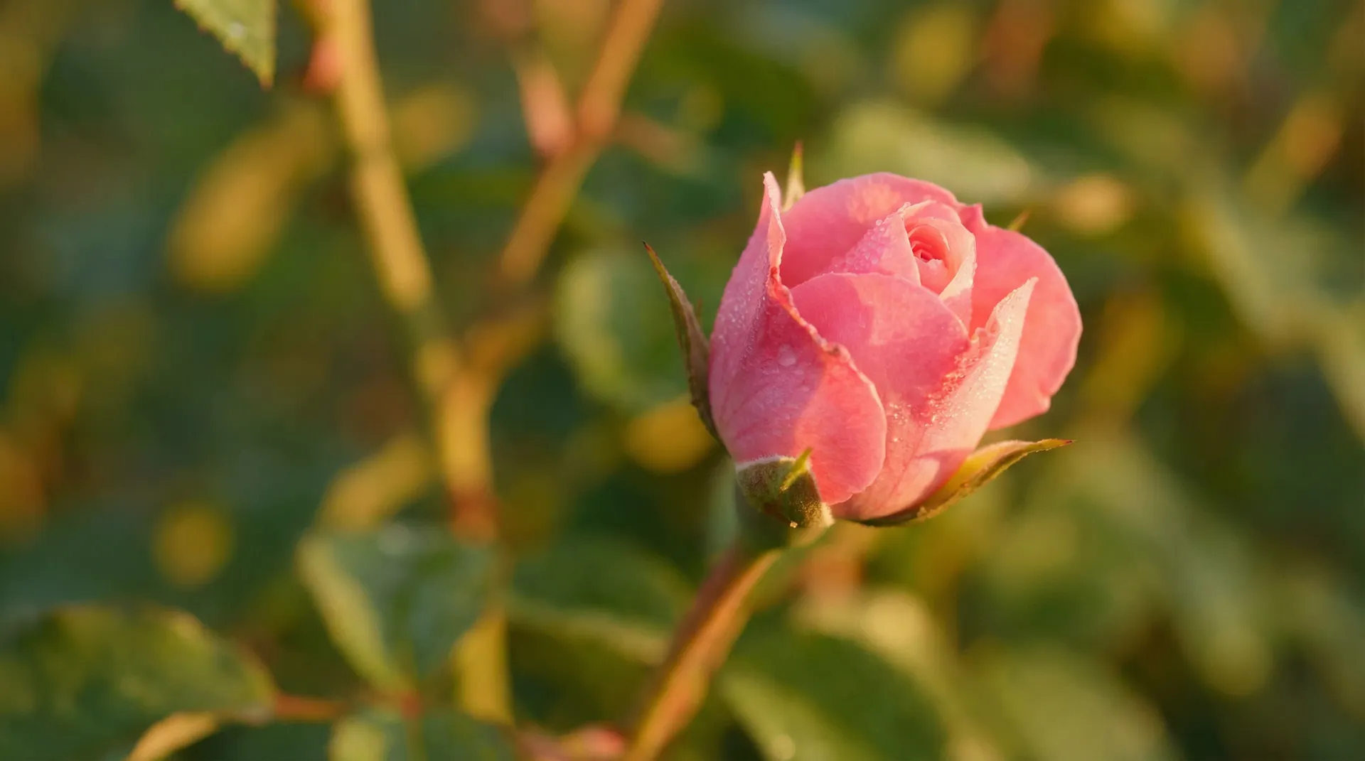 玫瑰花苞绽放延时摄影 - 小宝探花