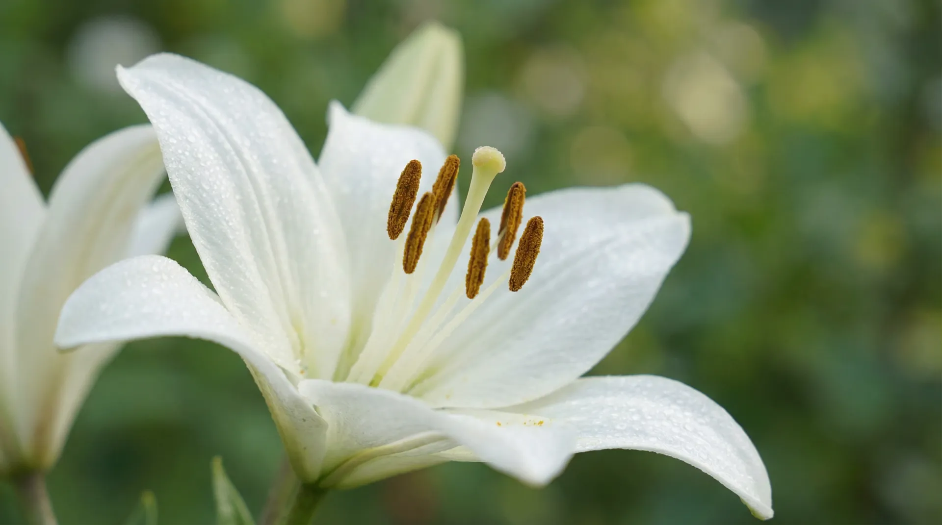 百合花盛开延时摄影 - 小宝探花